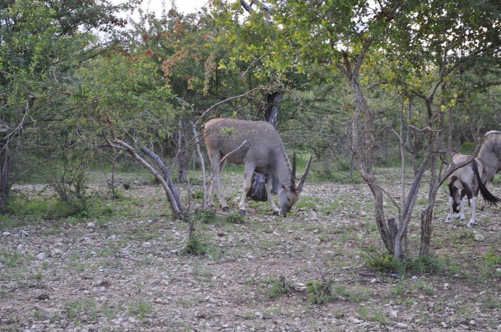 Etotongwe Lodge Outjo Esterno foto